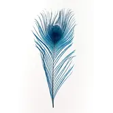 Peacock feather 25-30cm (4 per bag)