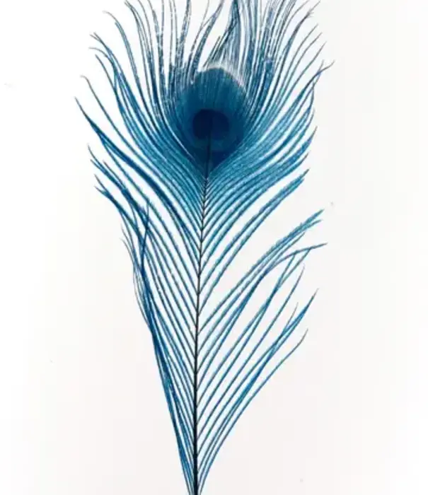 Peacock feather 25-30cm (4 per bag)