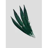 Plumes de faisane femelle 30-35cm (4 par sachet)