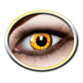 Lentilles journalières Ork