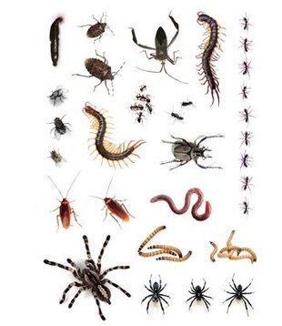 tatouages ​​d'insectes