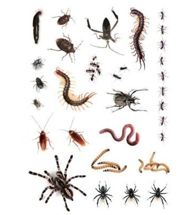tattoos insecten