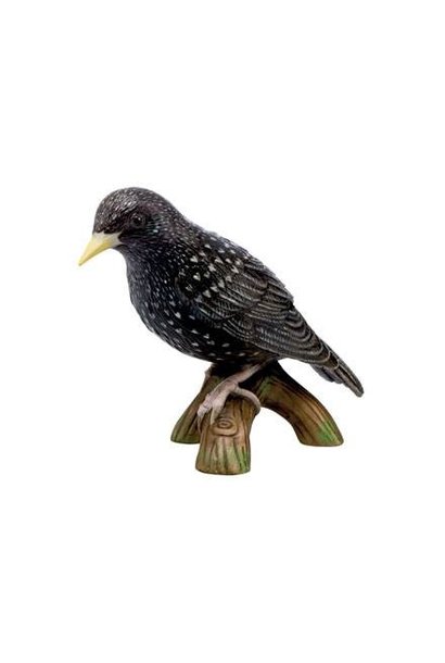 Bird of the Year 2018: Starling