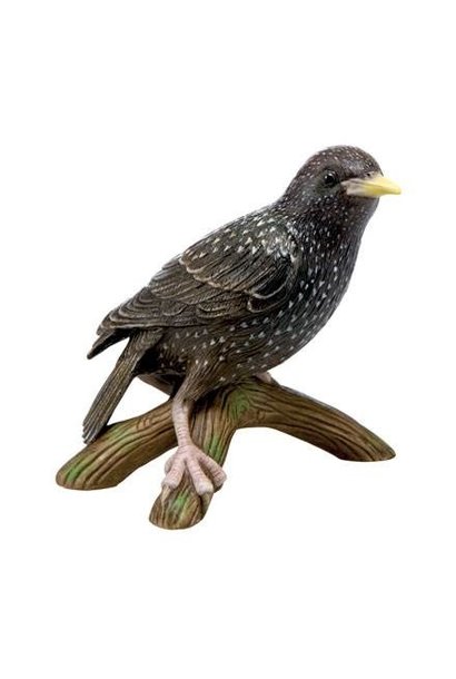Bird of the Year 2018: Starling