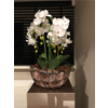 Schelpenvaas bowl - bruin 40x24 cm met orchideeën