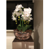 Schelpenvaas bowl - bruin 40x24 cm met orchideeën