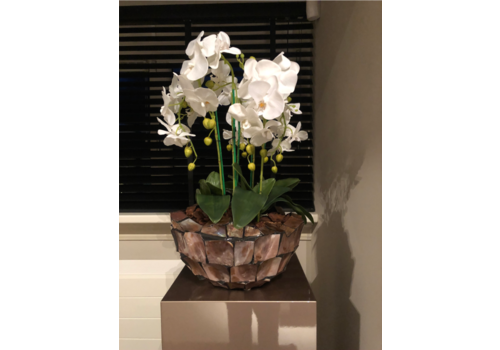 Schelpenvaas bowl - bruin 40x24 cm met orchideeën