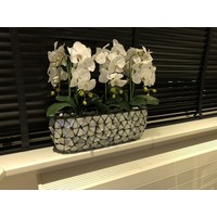 Schelpenvaas breed  met orchideëen- zilver 60 cm