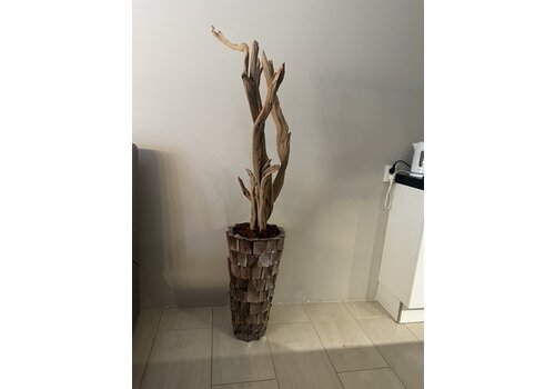 Schelpenvaas bruin 65 cm vaas met ghostwood