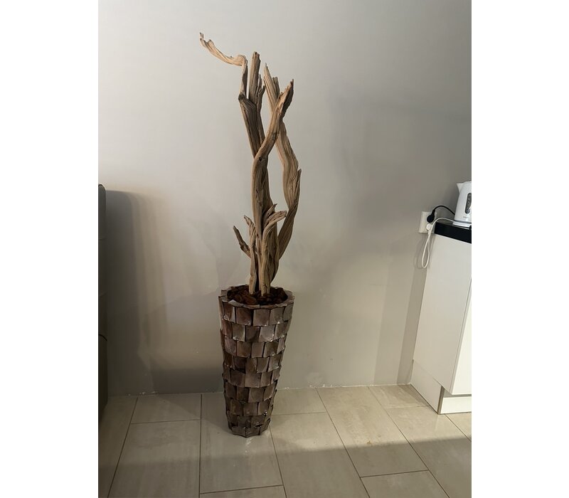 Schelpenvaas bruin 65 cm vaas met ghostwood
