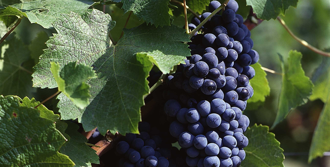 Braucol, nog zo’n vergeten pareltje uit de Gaillac...