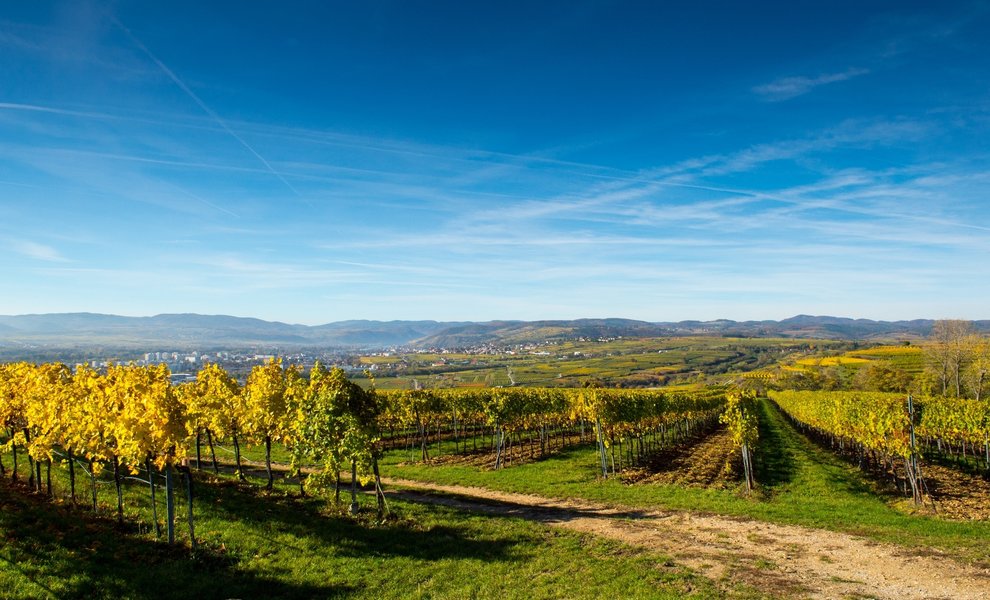 Wijnland Oostenrijk...