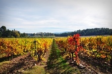 Chateau canet - La Vinoteca