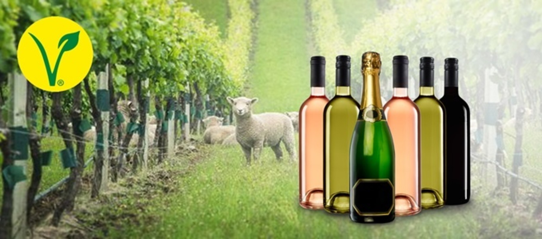 Vegan wijnen