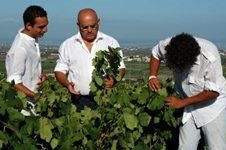 wijnen uit Sicilië