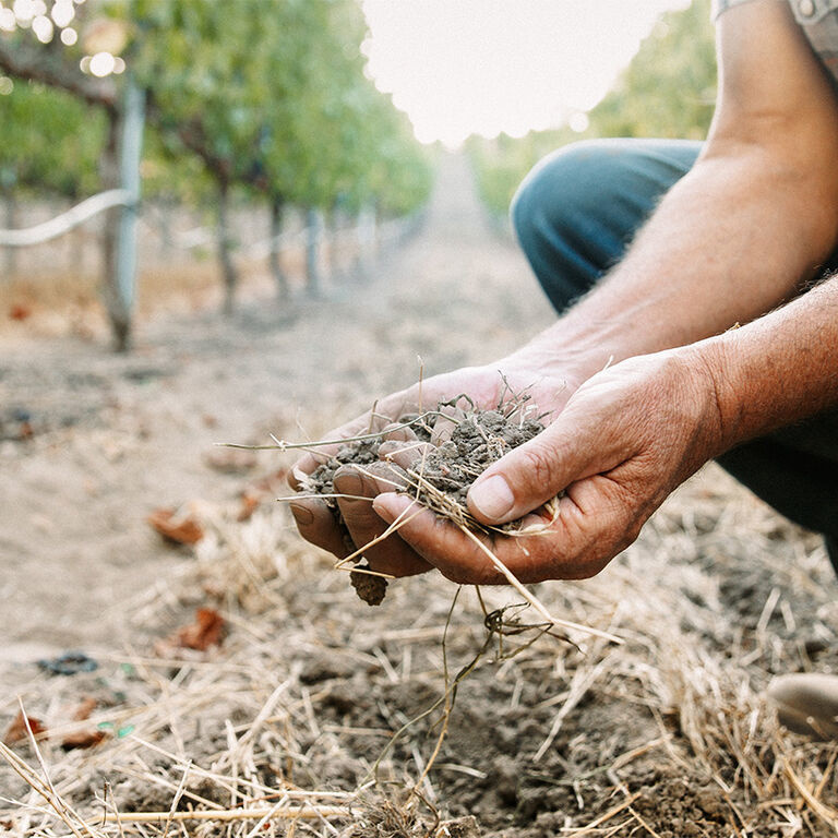 Europese wijngebieden getroffen door extreme hitte, droogte en natuurbranden. Wat zijn de gevolgen?