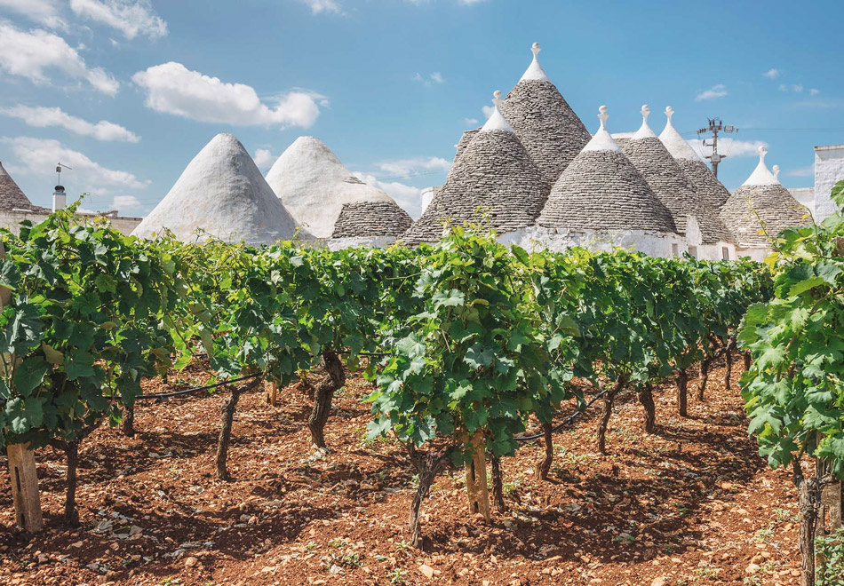 Primitivo, de populaire Italiaanse rode wijndruif.