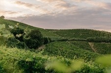 Barolo