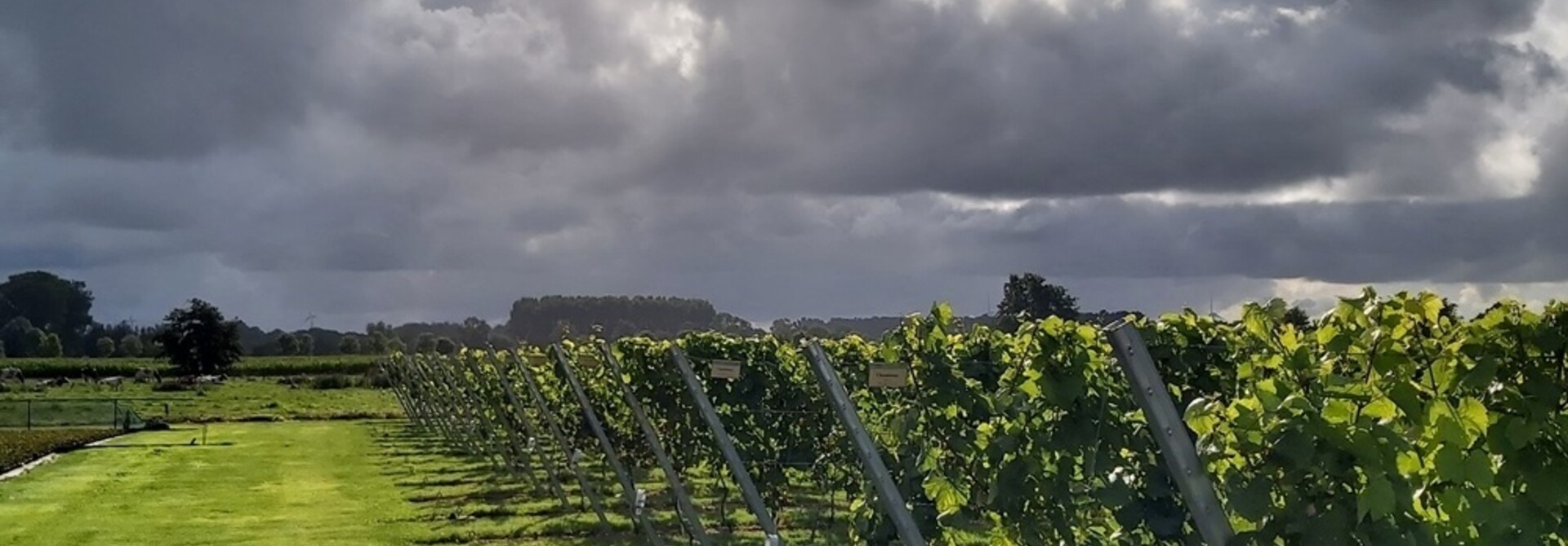 De Belgische wijnproductie anno 2023