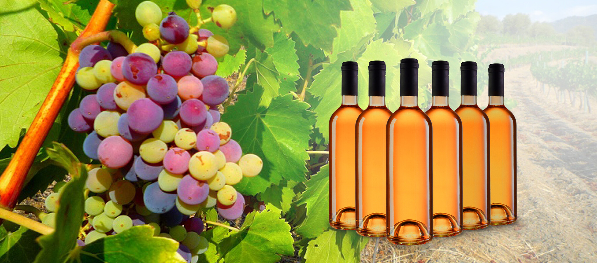 Oranje wijn - Orange wine