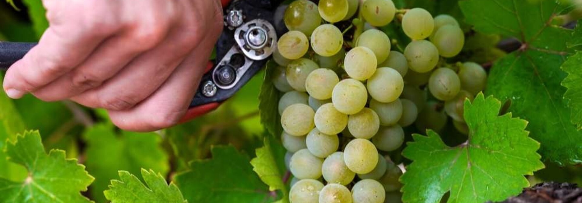 Vlaamse wijnbouw lonkt naar uitzonderlijk vroeg topjaar.
