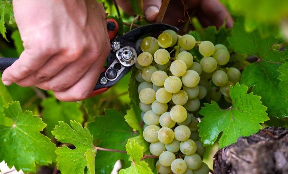 Vlaamse wijnbouw lonkt naar uitzonderlijk vroeg topjaar.
