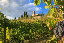 Primitivo