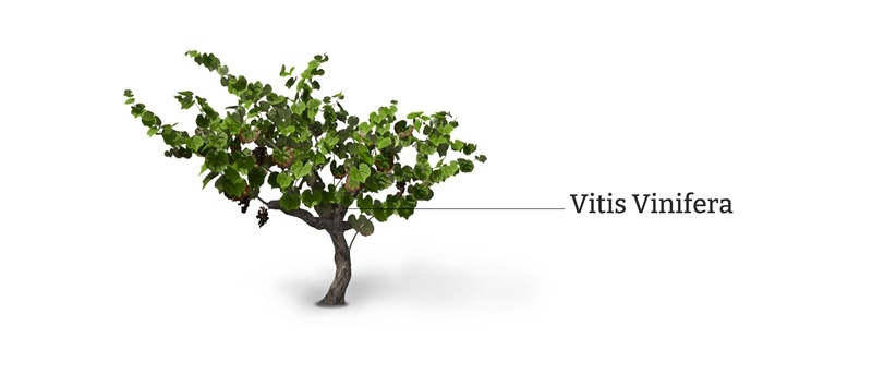 Vitis Vinifera