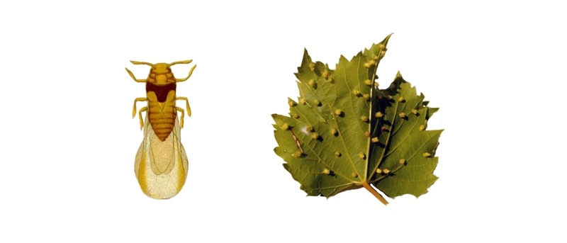 Phylloxera