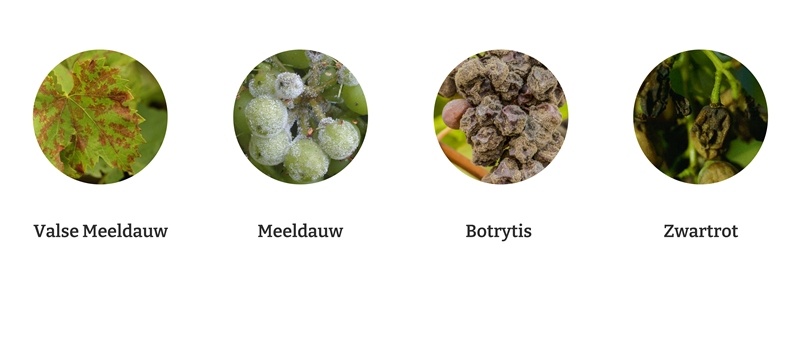 druiven ziekten en plagen