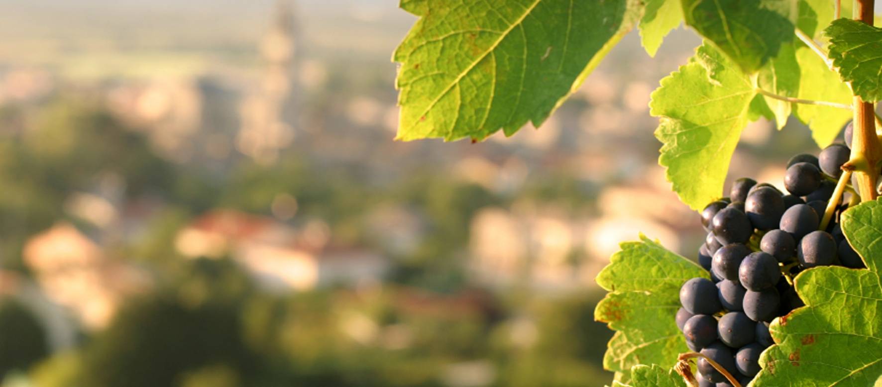 Welkom bij La Vinoteca
