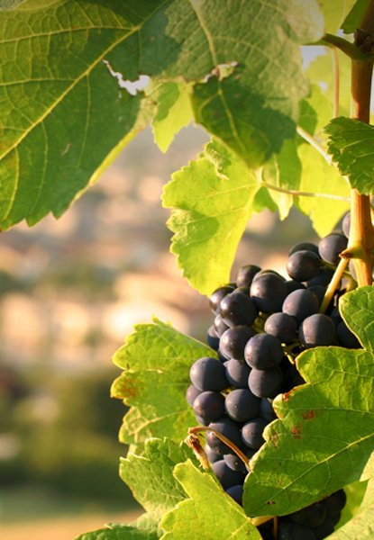 Welkom bij La Vinoteca