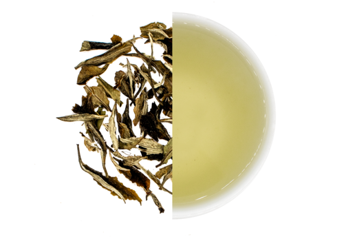 Cuperus Bai Mu Dan