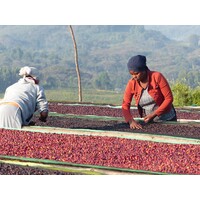 Gera Yirgacheffe - Ethiopië