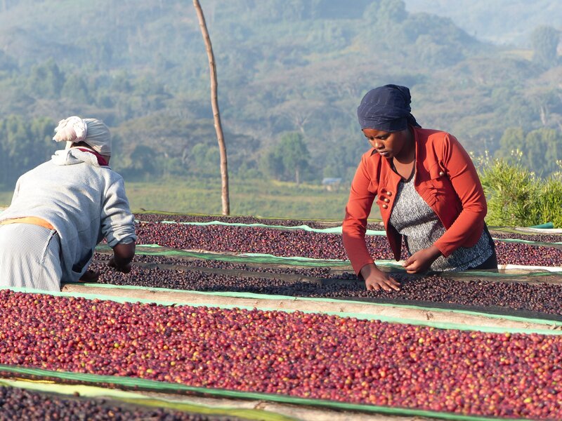 Gera Yirgacheffe - Ethiopië
