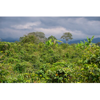 Azafran - Colombia