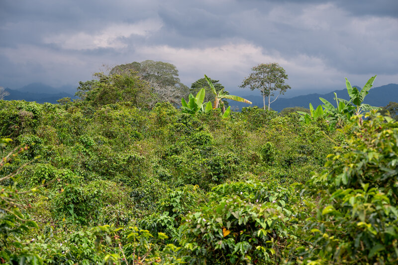 Azafran - Colombia