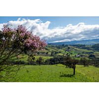 OyO - Colombia