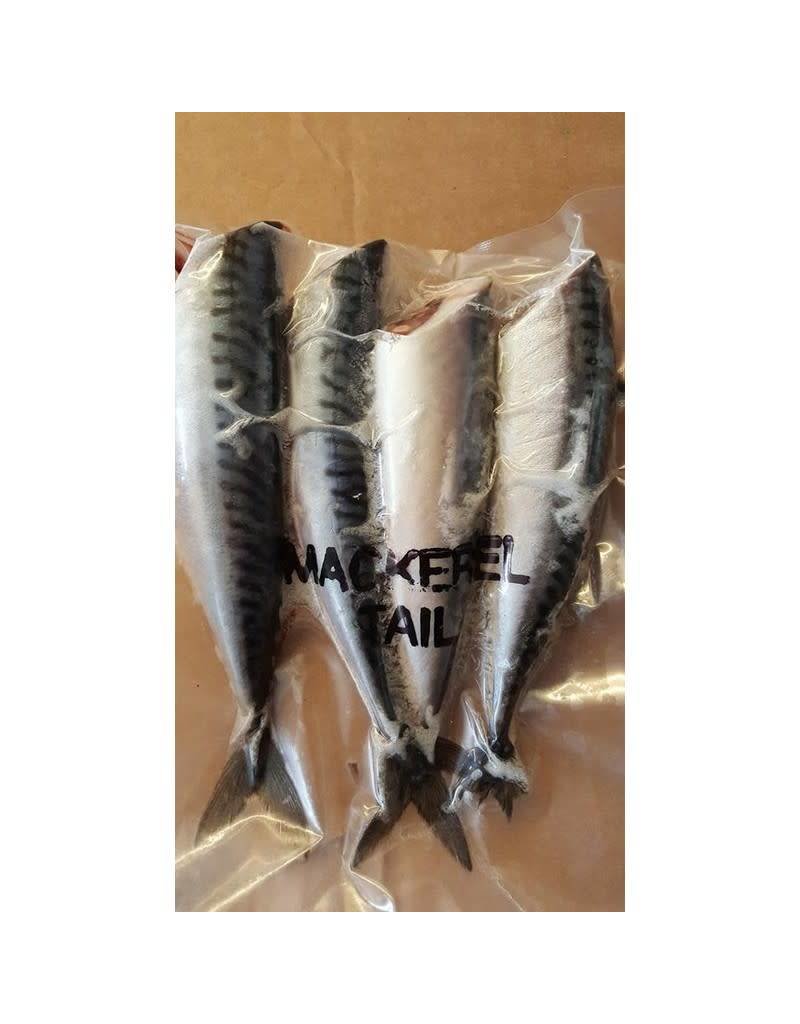 frozen mackerel bait
