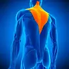 Body-Solid Dummy product voor afbeeldingen Body-Solid Dummy product voor afbeeldingen