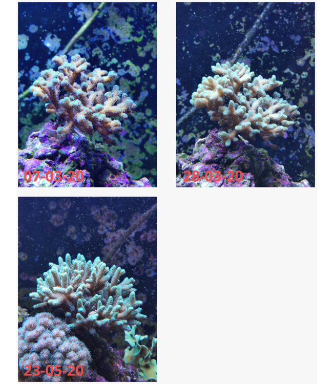 GoldLINE Marine 550MM Wit