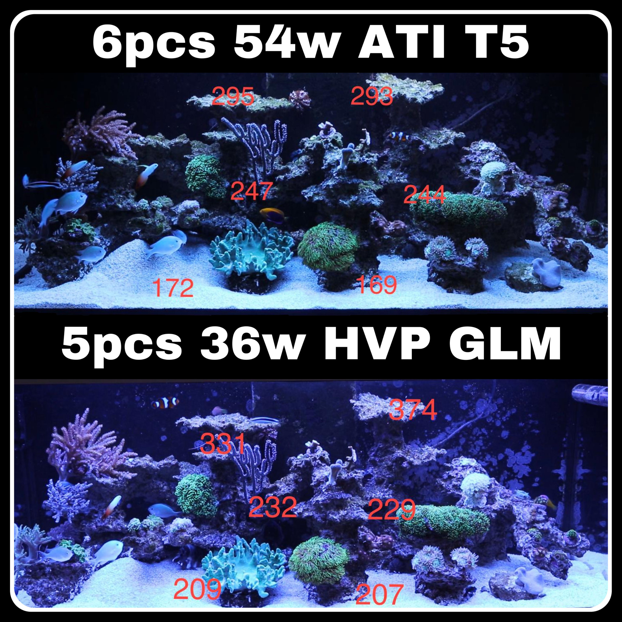 temperatuur neef kanker LED zoutwater aquarium advies - HVP aqua