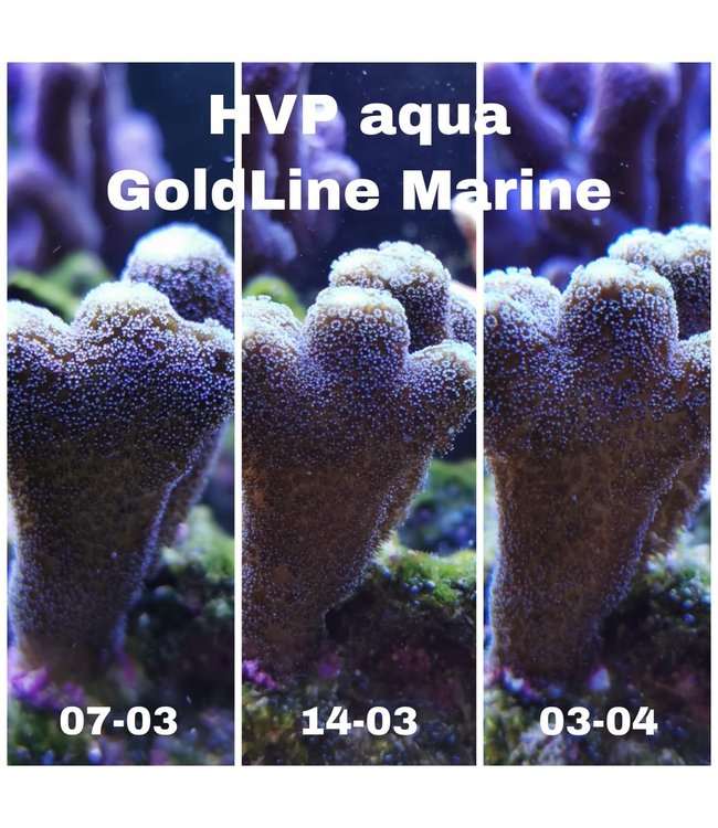 GoldLINE Marine 850MM Wit