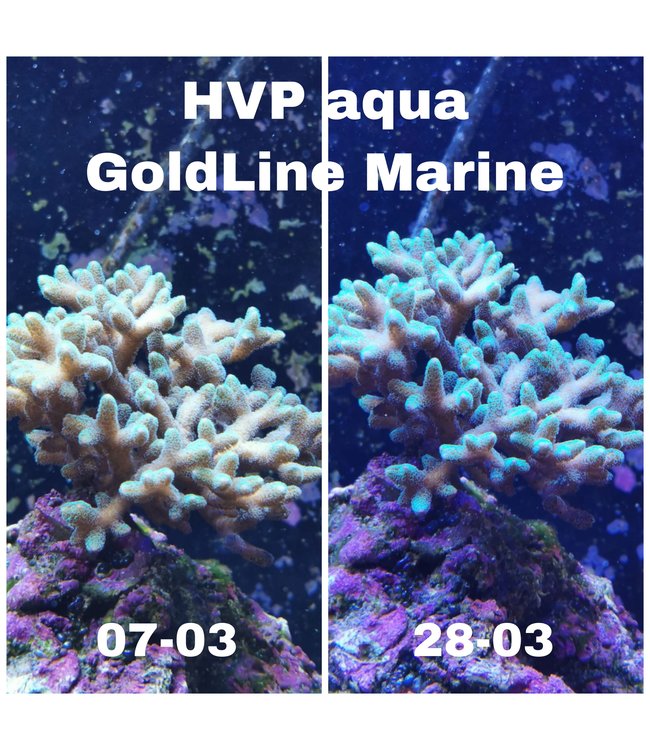 GoldLINE Marine 1047MM Wit