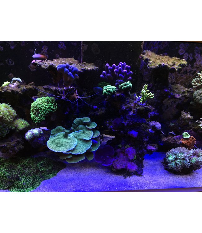 GoldLINE Marine 1450MM White