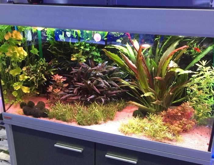 katje kompas bellen LED zoetwater aquarium advies - HVP aqua