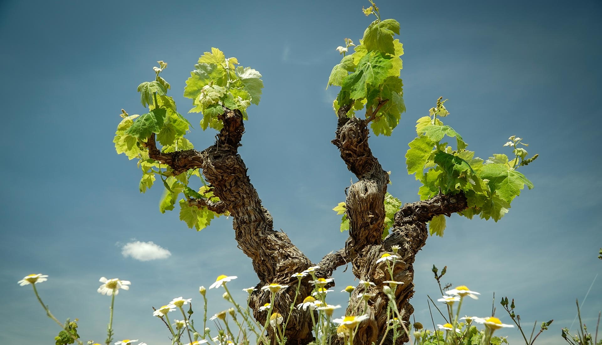 Nieuw in het assortiment: Bodegas y Viñedos Sentencia