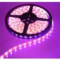 Pink Orange PCB 60led 5m IP65