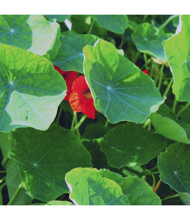 WERFZEEP Kruidenshampoo | vegan