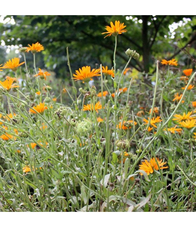 WERFZEEP Kruidenshampoo | vegan